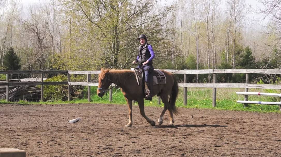 Best thing you can teach your horse to get gait!