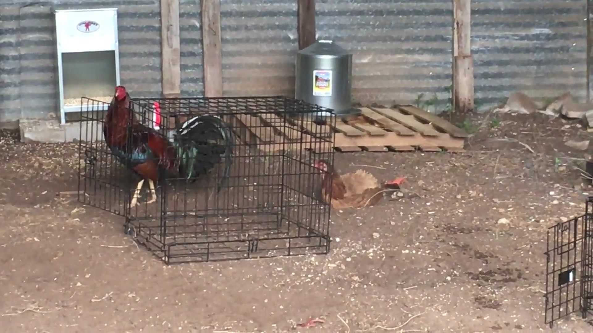 Let Chickens Be Chickens!