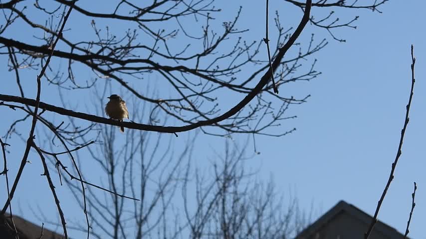 lake cameron carolina wren sings calls in tree south end cold morning mar 24 2024 – 1